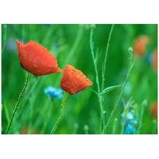 Traditional Jigsaw Puzzles