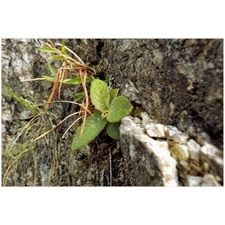 Traditional Jigsaw Puzzles
