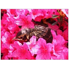 Traditional Jigsaw Puzzles