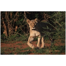 Traditional Jigsaw Puzzles