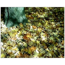 Jigsaw Puzzles 10