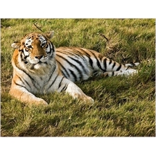 Traditional Jigsaw Puzzles