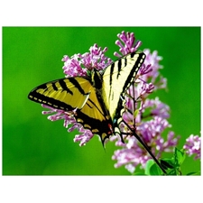 Traditional Jigsaw Puzzles