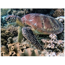 Traditional Jigsaw Puzzles