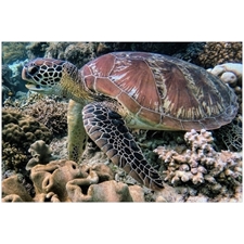 Traditional Jigsaw Puzzles