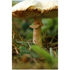 Traditional Jigsaw Puzzles