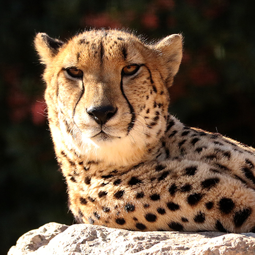 Cheetah at Rest 2