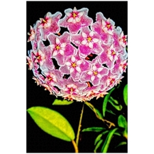 Traditional Jigsaw Puzzles