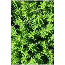 Traditional Jigsaw Puzzles