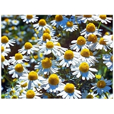 Traditional Jigsaw Puzzles