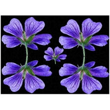 Wooden Puzzles