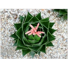 Traditional Jigsaw Puzzles