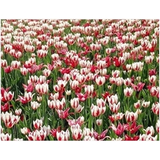 Traditional Jigsaw Puzzles