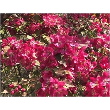 Traditional Jigsaw Puzzles