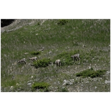 Traditional Jigsaw Puzzles