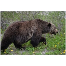 Traditional Jigsaw Puzzles