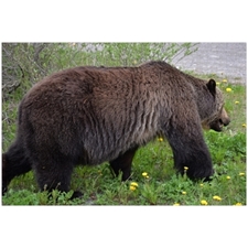 Traditional Jigsaw Puzzles