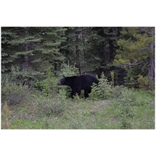 Traditional Jigsaw Puzzles
