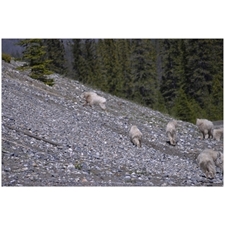 Traditional Jigsaw Puzzles