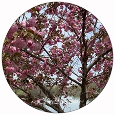Round Puzzles