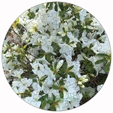 Round Puzzles