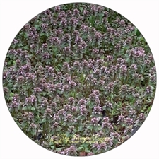 Round Puzzles