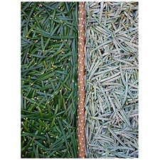 Traditional Jigsaw Puzzles