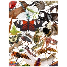 Traditional Jigsaw Puzzles