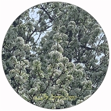 Round Puzzles