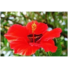 Traditional Jigsaw Puzzles