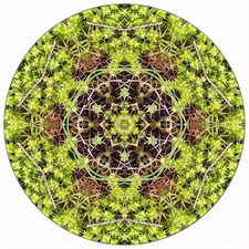 Round Puzzles