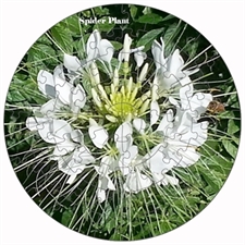Round Puzzles