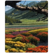 Tray Puzzles
