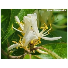 Traditional Jigsaw Puzzles