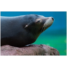 Traditional Jigsaw Puzzles