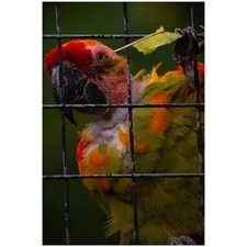 Traditional Jigsaw Puzzles