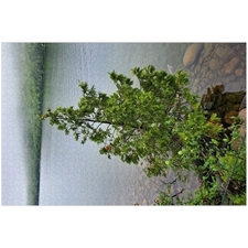 Traditional Jigsaw Puzzles