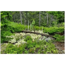 Traditional Jigsaw Puzzles