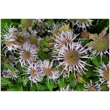 Traditional Jigsaw Puzzles
