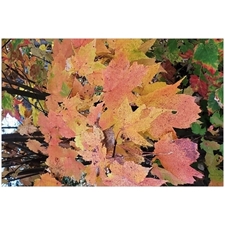 Traditional Jigsaw Puzzles