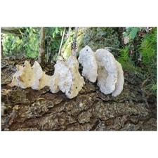 Traditional Jigsaw Puzzles