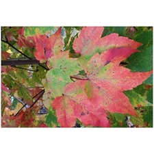 Traditional Jigsaw Puzzles