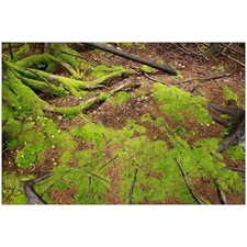 Traditional Jigsaw Puzzles