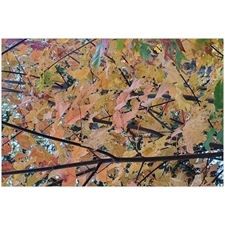 Traditional Jigsaw Puzzles