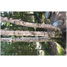 Traditional Jigsaw Puzzles