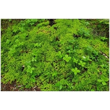 Traditional Jigsaw Puzzles