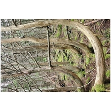Traditional Jigsaw Puzzles
