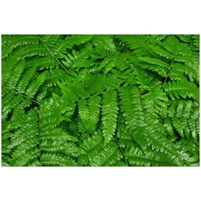 Traditional Jigsaw Puzzles