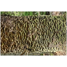 Traditional Jigsaw Puzzles