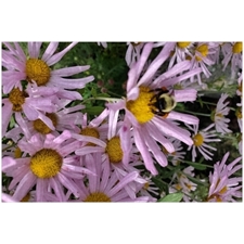 Traditional Jigsaw Puzzles